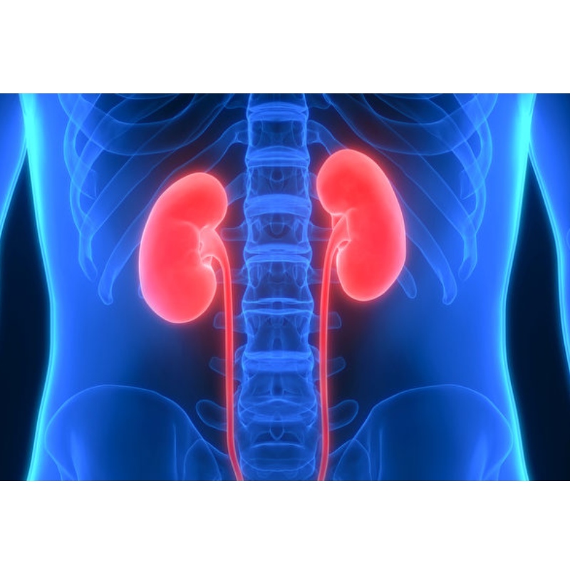 University of Tokushima, Japan: NMN can be used to relieve kidney damage